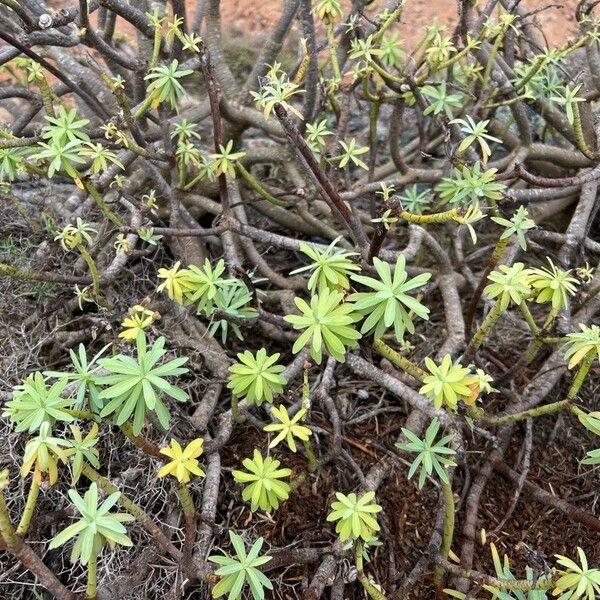 Euphorbia balsamifera 葉