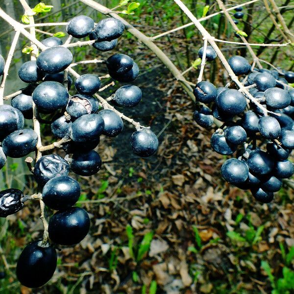 Ligustrum obtusifolium Gyümölcs