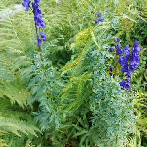 Aconitum napellus Hábitos