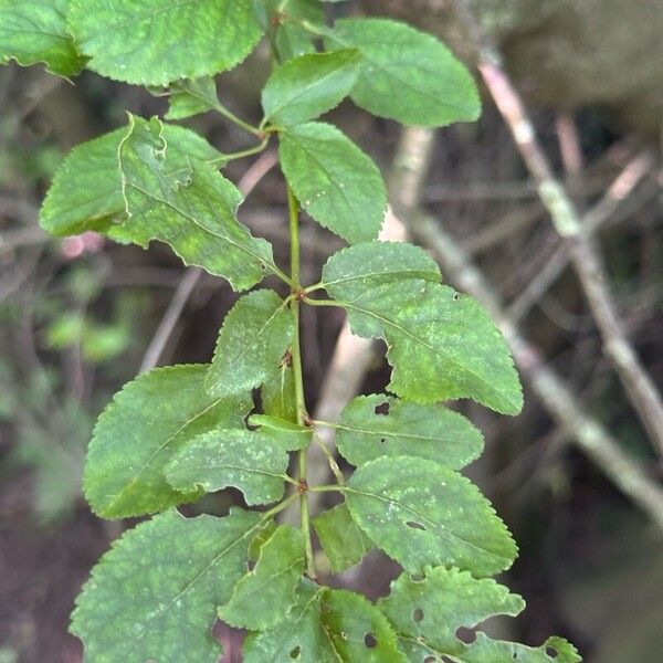 Prunus brigantina Ліст