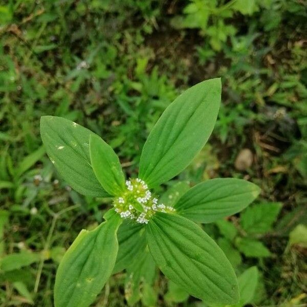 Mitracarpus hirtus പുഷ്പം