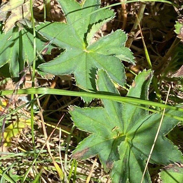 Alchemilla monticola Leaf