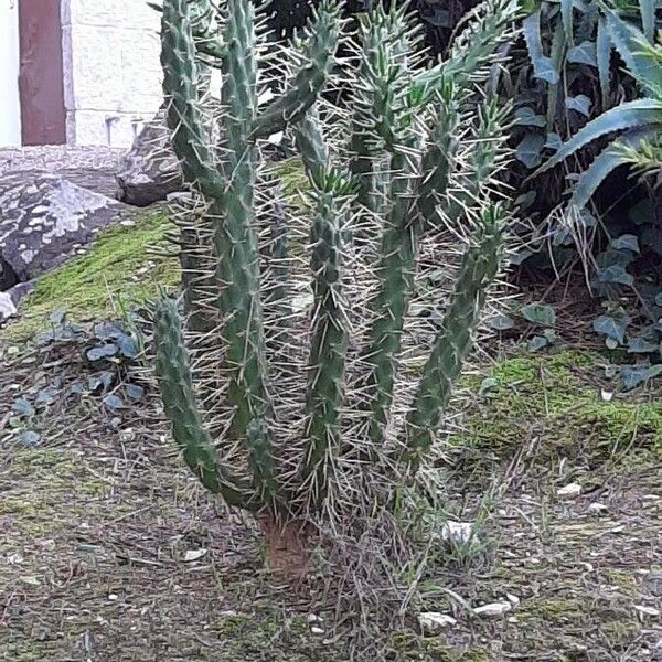 Austrocylindropuntia cylindrica Liść