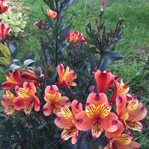 Alstroemeria ligtu Cvet