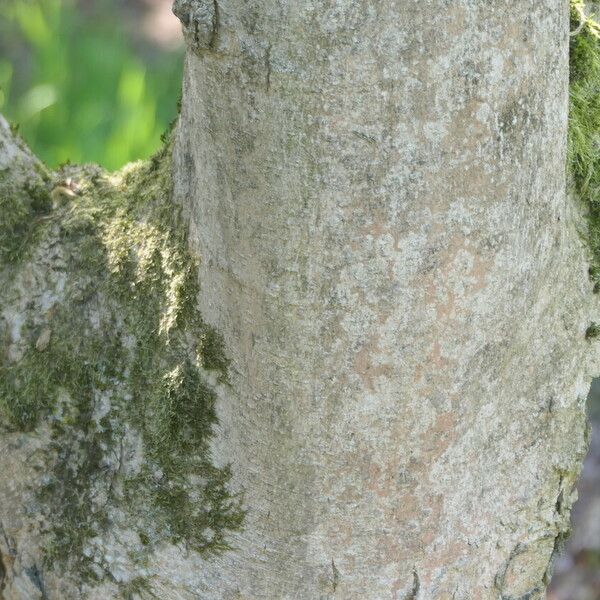 Magnolia cylindrica Casca