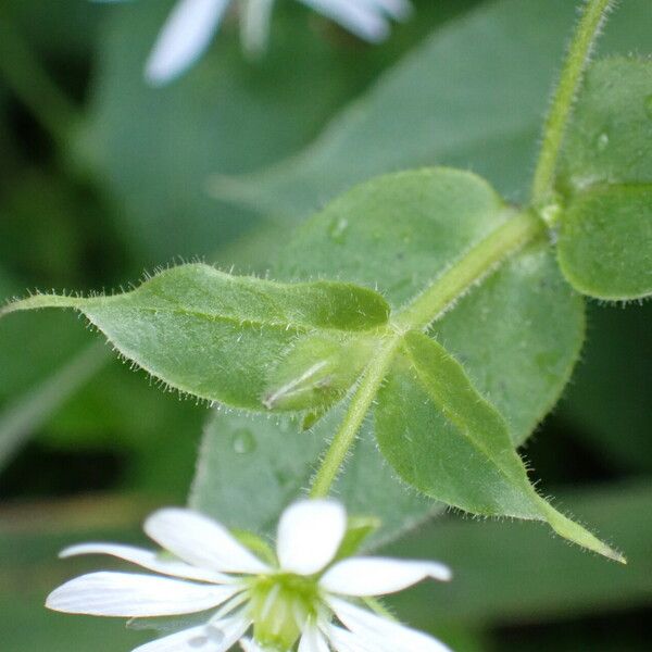 Stellaria aquatica Folio