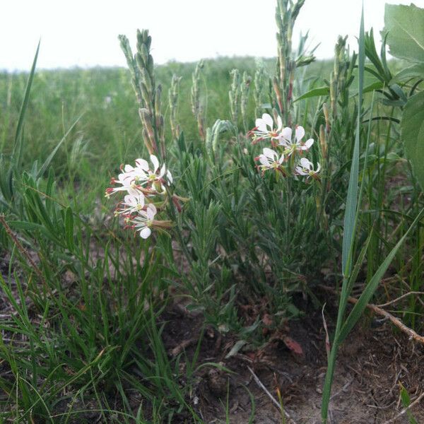 Oenothera suffrutescens Hábitos