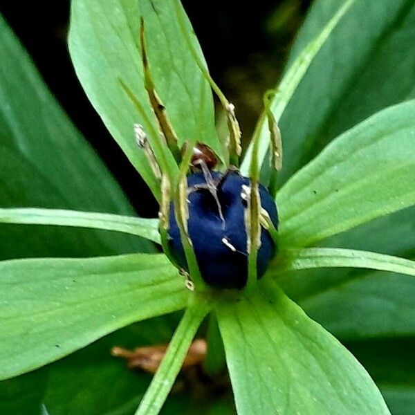 Paris quadrifolia Fruit