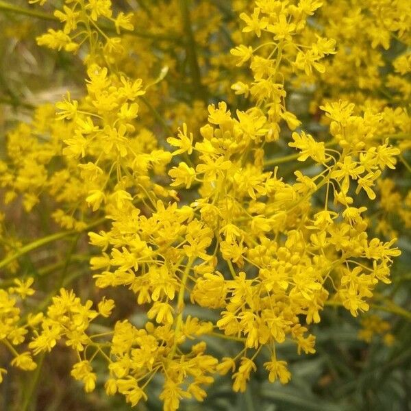 Isatis tinctoria Blomma