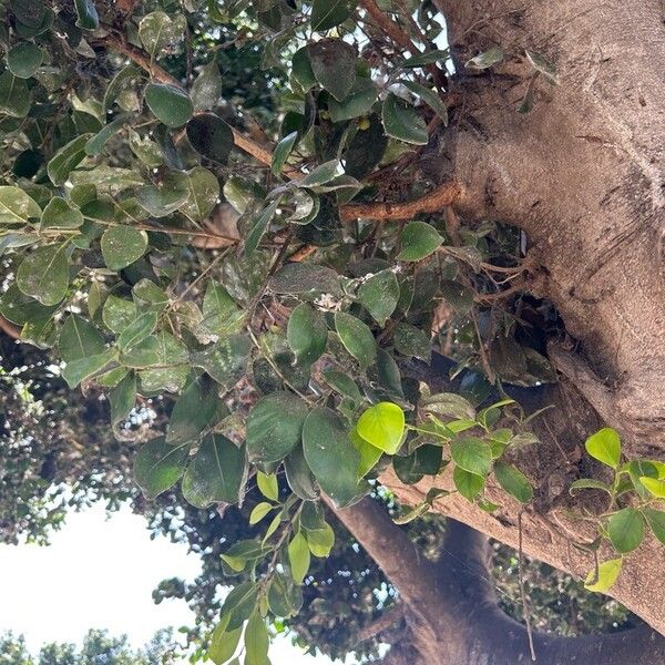 Ficus microcarpa List