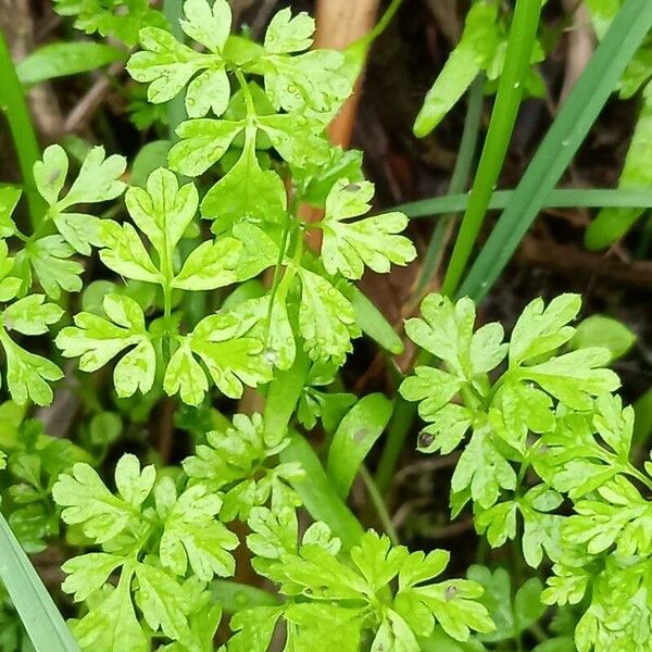 Anthriscus cerefolium Hoja