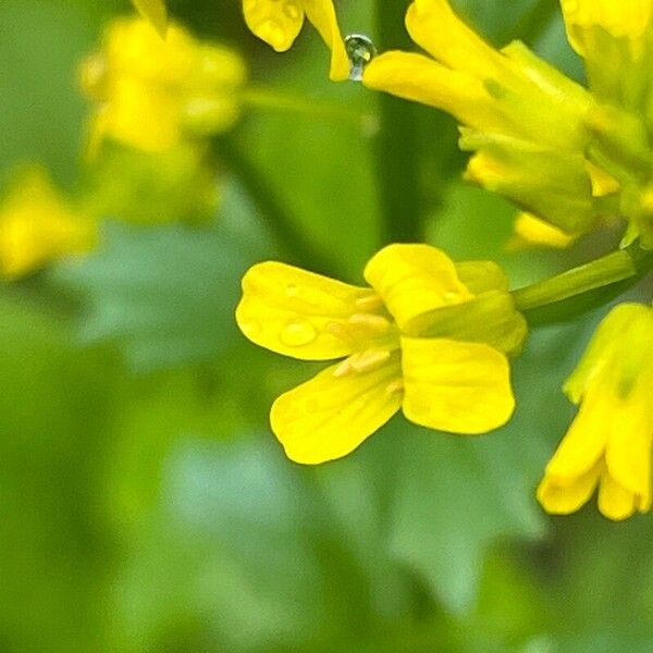 Barbarea orthoceras Flor