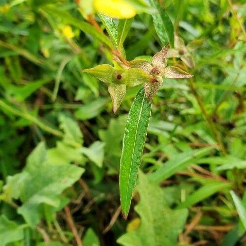 Ludwigia alternifolia Blad