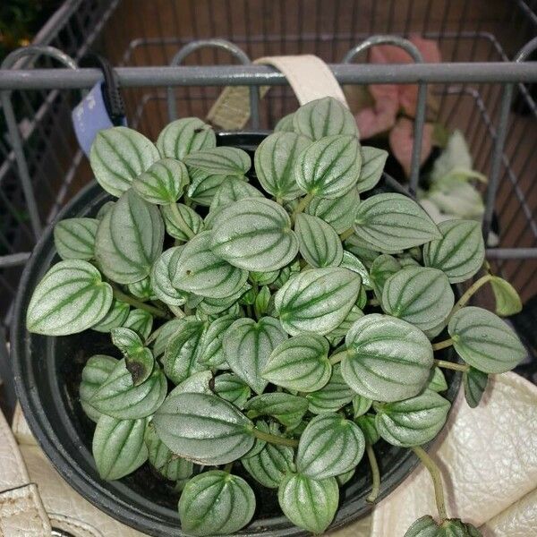 Peperomia albovittata Foglia