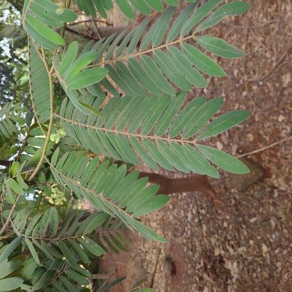 Cassia grandis 葉