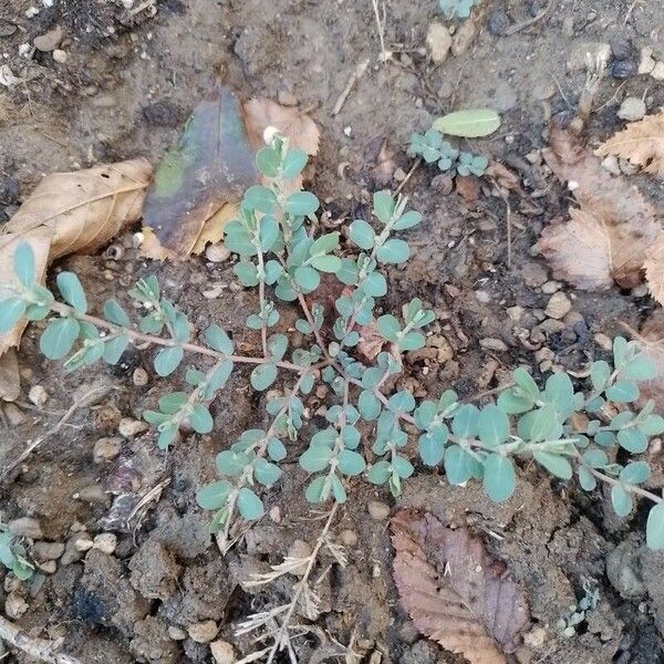 Euphorbia prostrata Leaf