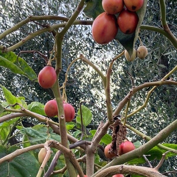 Solanum betaceum Fruct