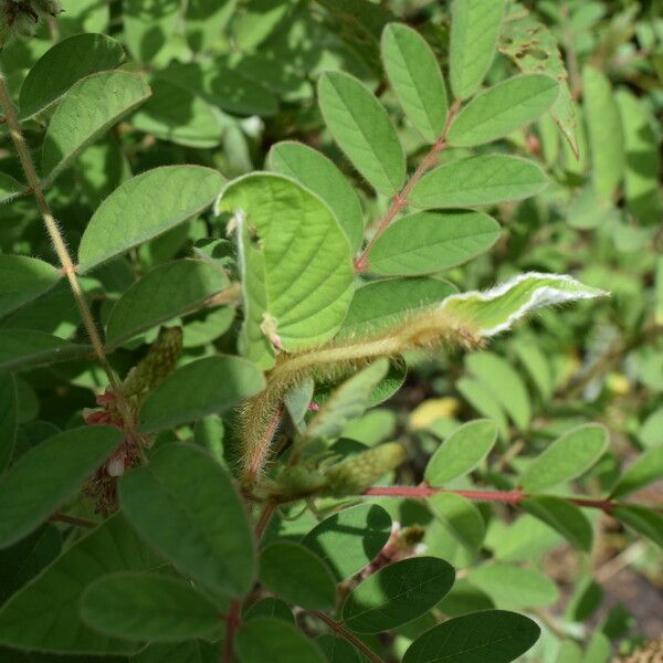 Indigofera astragalina Leaf