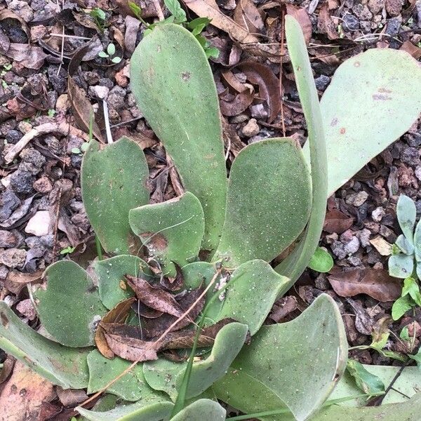 Aeonium canariense Лист