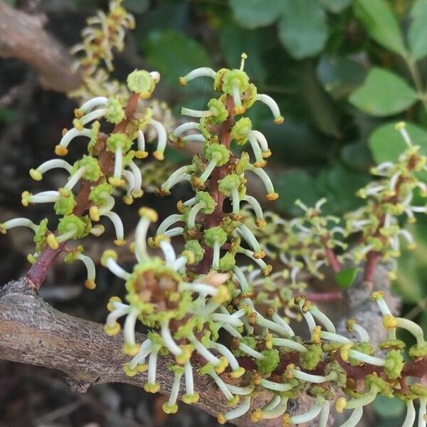 Ceratonia siliqua Flower