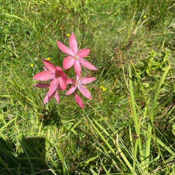 Hesperantha coccinea Lorea