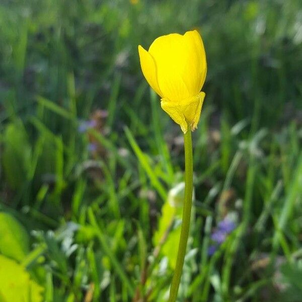 Ranunculus bulbosus പുഷ്പം