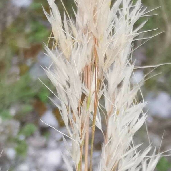 Achnatherum calamagrostis Flower