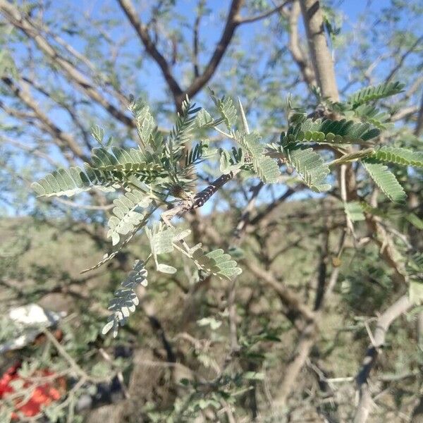 Vachellia farnesiana Foglia