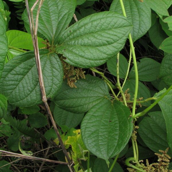 Dioscorea dumetorum Leaf