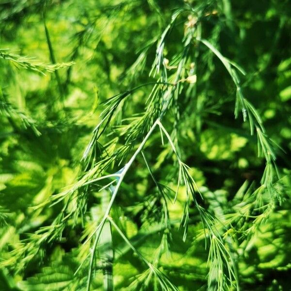 Asparagus officinalis Feuille