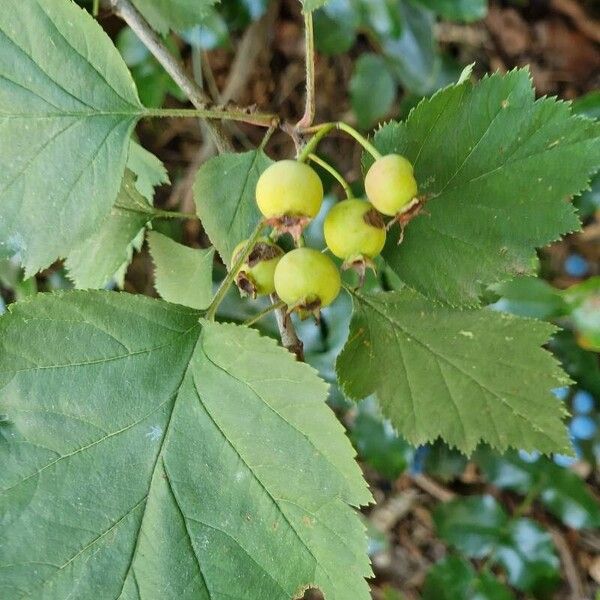 Crataegus coccinea Vaisius