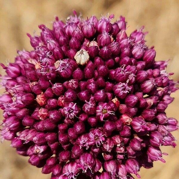 Allium atroviolaceum Flower