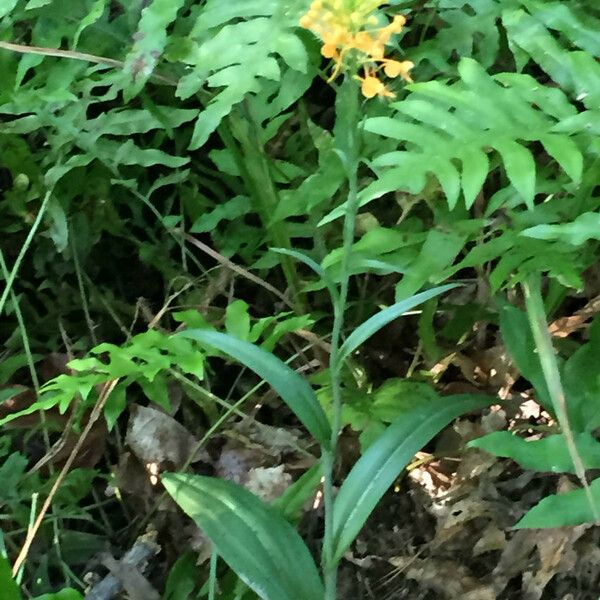 Platanthera ciliaris Vekstform