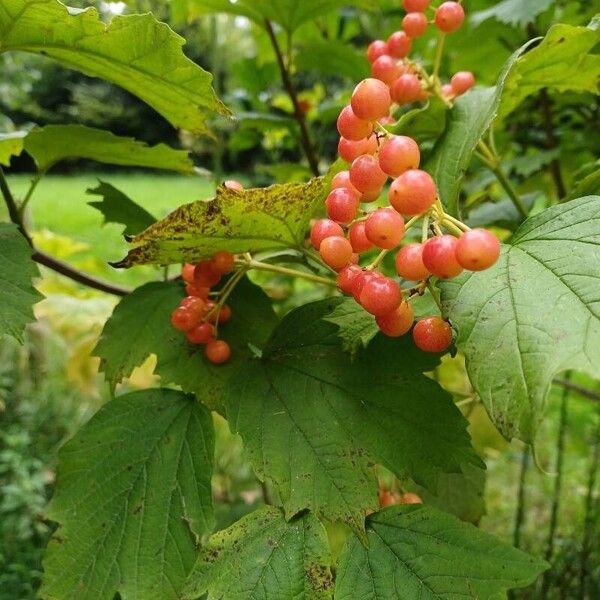 Viburnum trilobum Gyümölcs