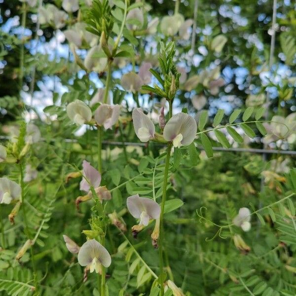 Vicia grandiflora Flower