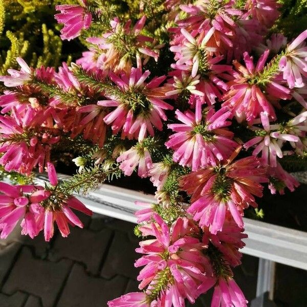 Erica verticillata Hábitos