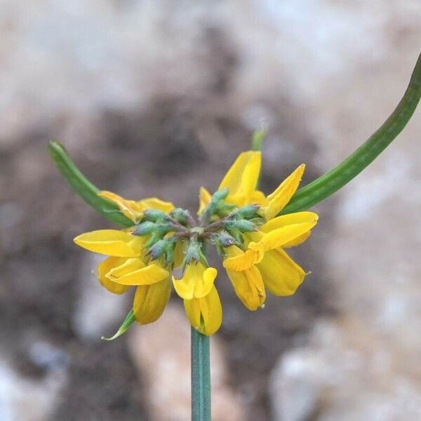 Coronilla securidaca Flower