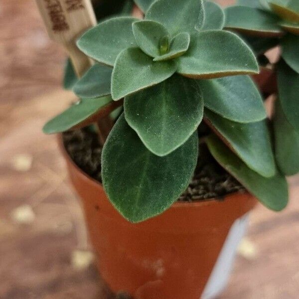 Peperomia verticillata Yaprak