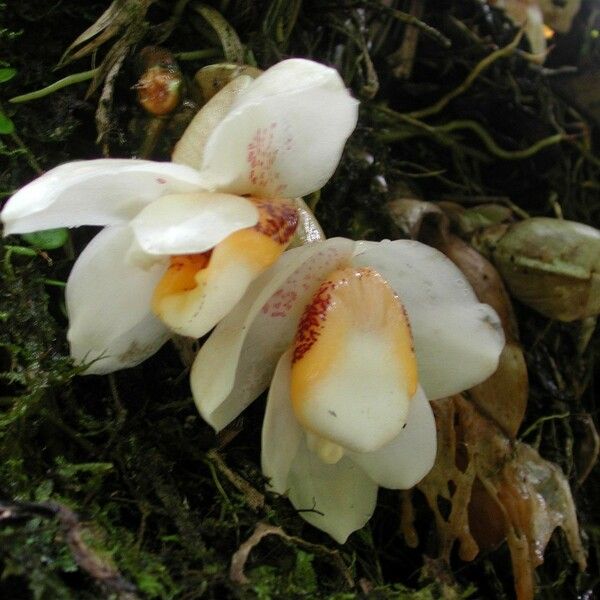 Stanhopea ecornuta Flor