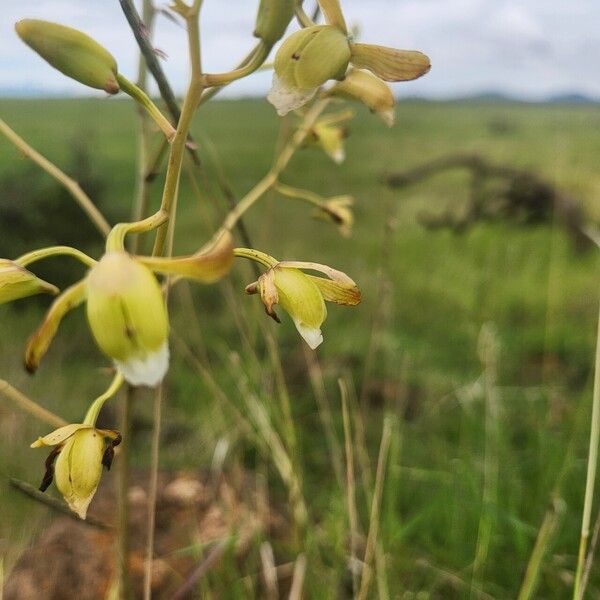 Eulophia petersii ᱵᱟᱦᱟ