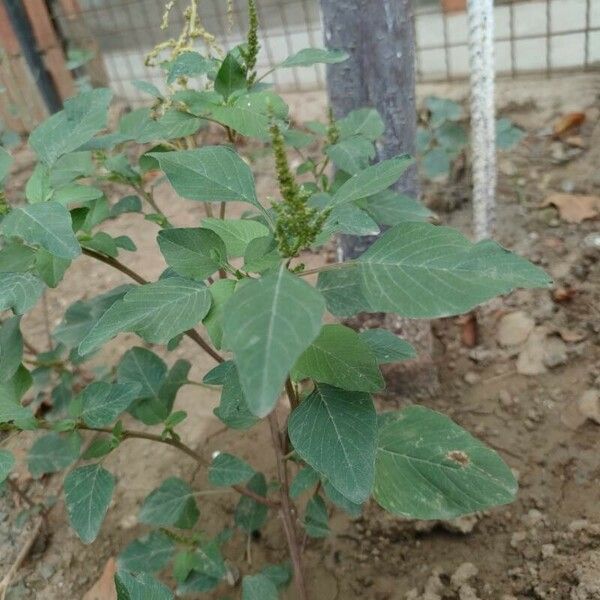 Amaranthus viridis Листок