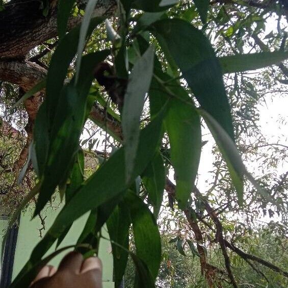 Acacia auriculiformis Leaf