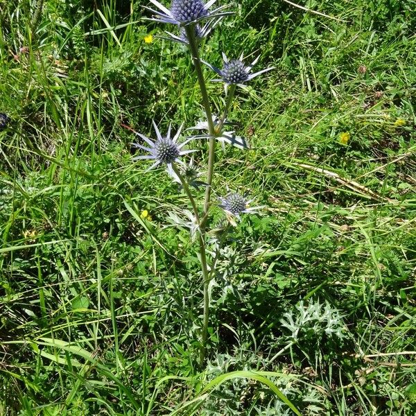 Eryngium bourgatii Habitus