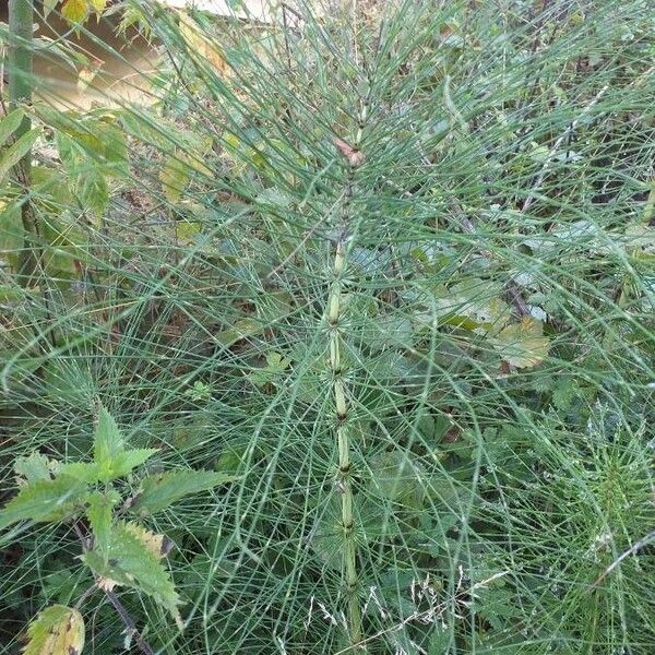 Equisetum telmateia Levél