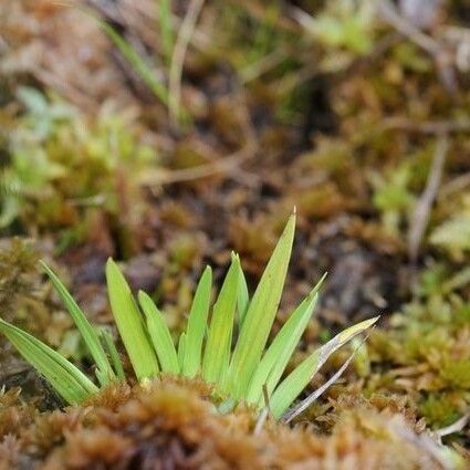 Tofieldia pusilla (Scottish false asphodel)