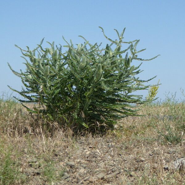 Astragalus alopecurus عادت داشتن