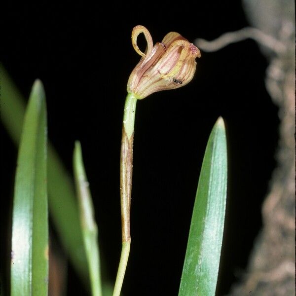 Trigonidium acuminatum Flower