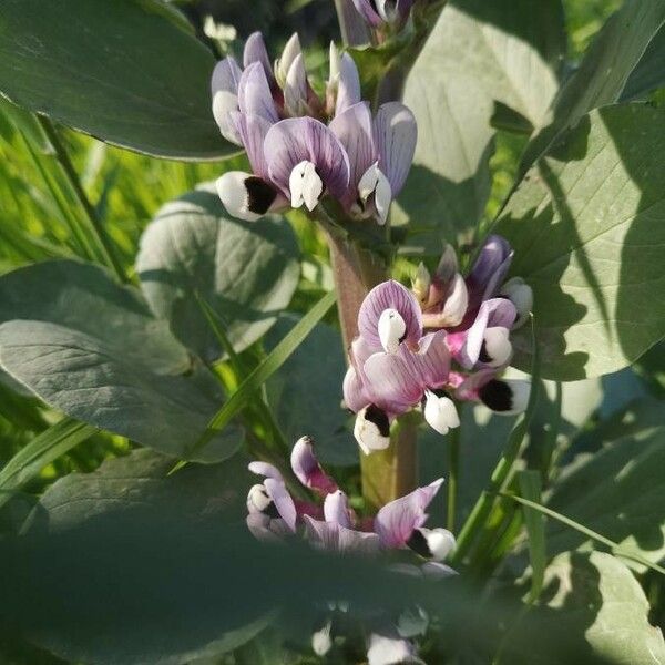 Vicia faba Flower