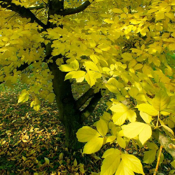 Acer negundo Vekstform