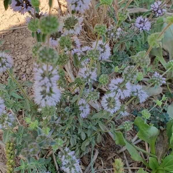 Mentha pulegium Kwiat